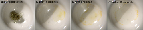 Bryoria pseudofuscescens var. pikei - Acetone extract